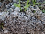 Peltigera rufescens image