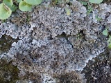 Peltigera rufescens image