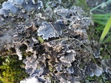 Peltigera rufescens image