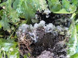 Peltigera rufescens image