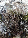 Cladonia furcata image