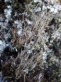 Cladonia furcata image