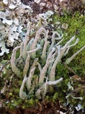 Cladonia glauca image