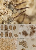 Melanospora lagenaria image
