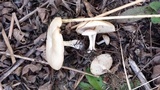 Clitocybe rivulosa image