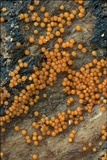Nectria peziza image