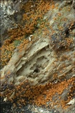 Nectria peziza image