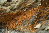 Nectria peziza image