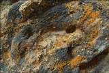 Nectria peziza image