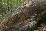 Nectria peziza image