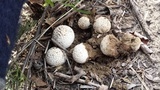 Lycoperdon curtisii image