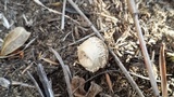 Lycoperdon curtisii image