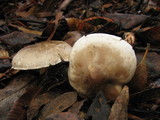 Tricholoma saponaceum image
