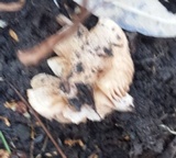 Hebeloma sporadicum image