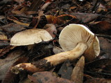 Tricholoma saponaceum image