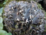 Peltigera praetextata image