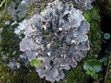 Peltigera praetextata image