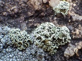 Rhizoplaca melanophthalma image