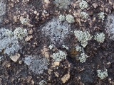 Rhizoplaca melanophthalma image