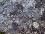 Rhizoplaca melanophthalma image