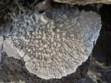 Pertusaria lactea image