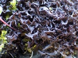 Leptogium palmatum image