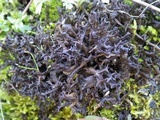 Leptogium palmatum image