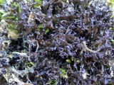 Leptogium palmatum image