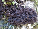 Leptogium palmatum image