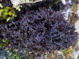 Leptogium palmatum image