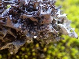 Leptogium palmatum image