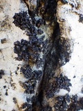 Staurolemma omphalarioides image