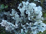 Lobaria scrobiculata image