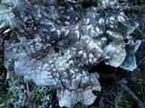 Lobaria scrobiculata image