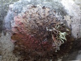 Marchandiomyces corallinus image