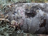 Marchandiomyces corallinus image