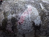 Marchandiomyces corallinus image