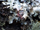 Marchandiomyces corallinus image