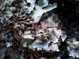 Marchandiomyces corallinus image