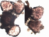 Marchandiomyces corallinus image