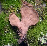 Arrhenia spathulata image