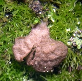 Arrhenia spathulata image