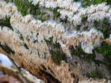 Radulodon copelandii image