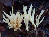 Aphelaria tuberosa image