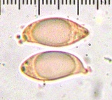 Aphelaria tuberosa image