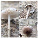Mycena clavicularis image