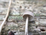 Mycena clavicularis image