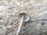 Mycena clavicularis image