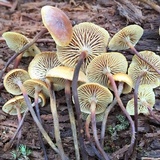 Xeromphalina cauticinalis image