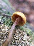 Xeromphalina cauticinalis image